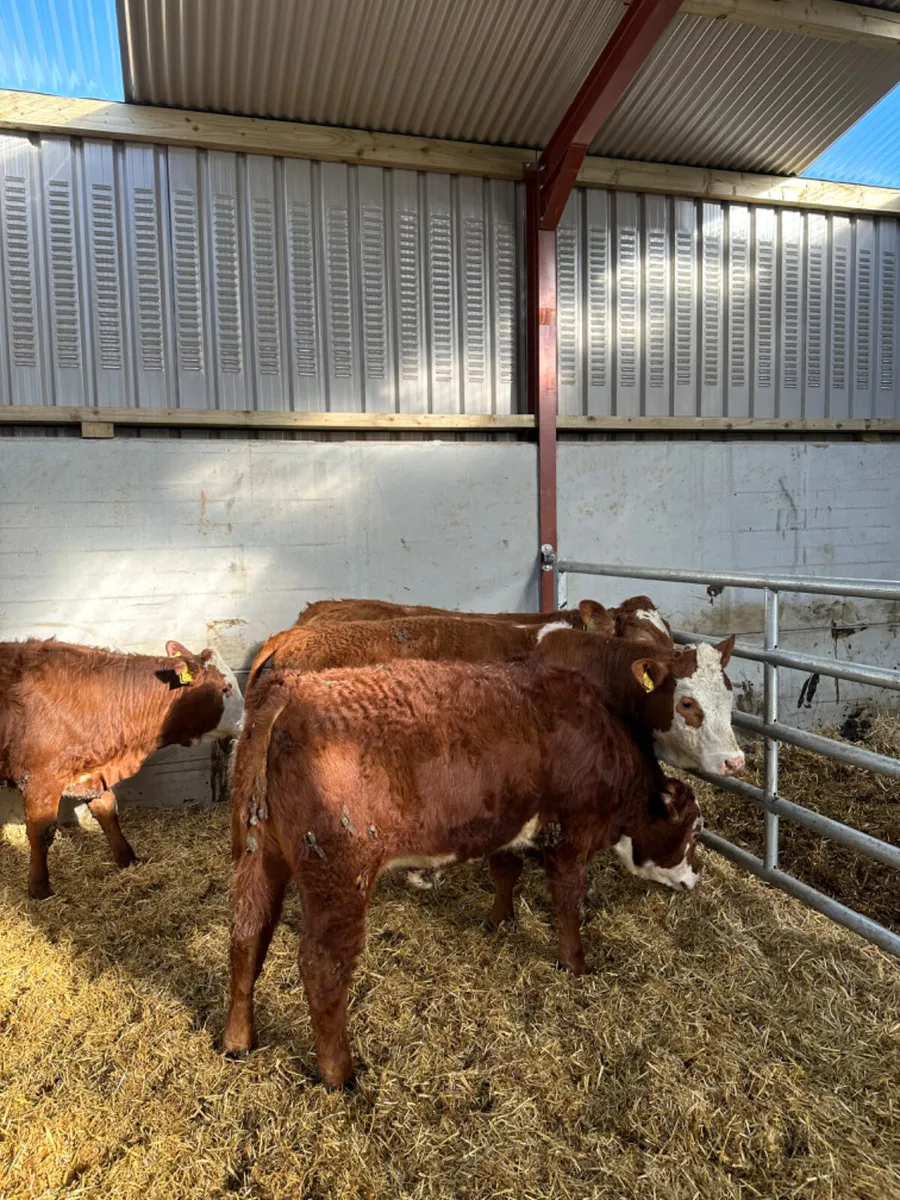 Lim and Simmental heifers - Image 1
