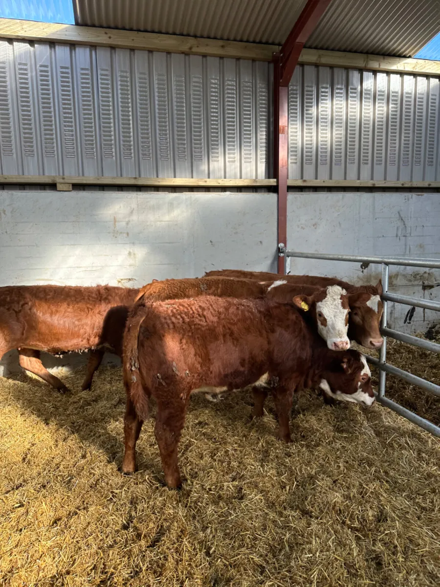 Lim and Simmental heifers - Image 3