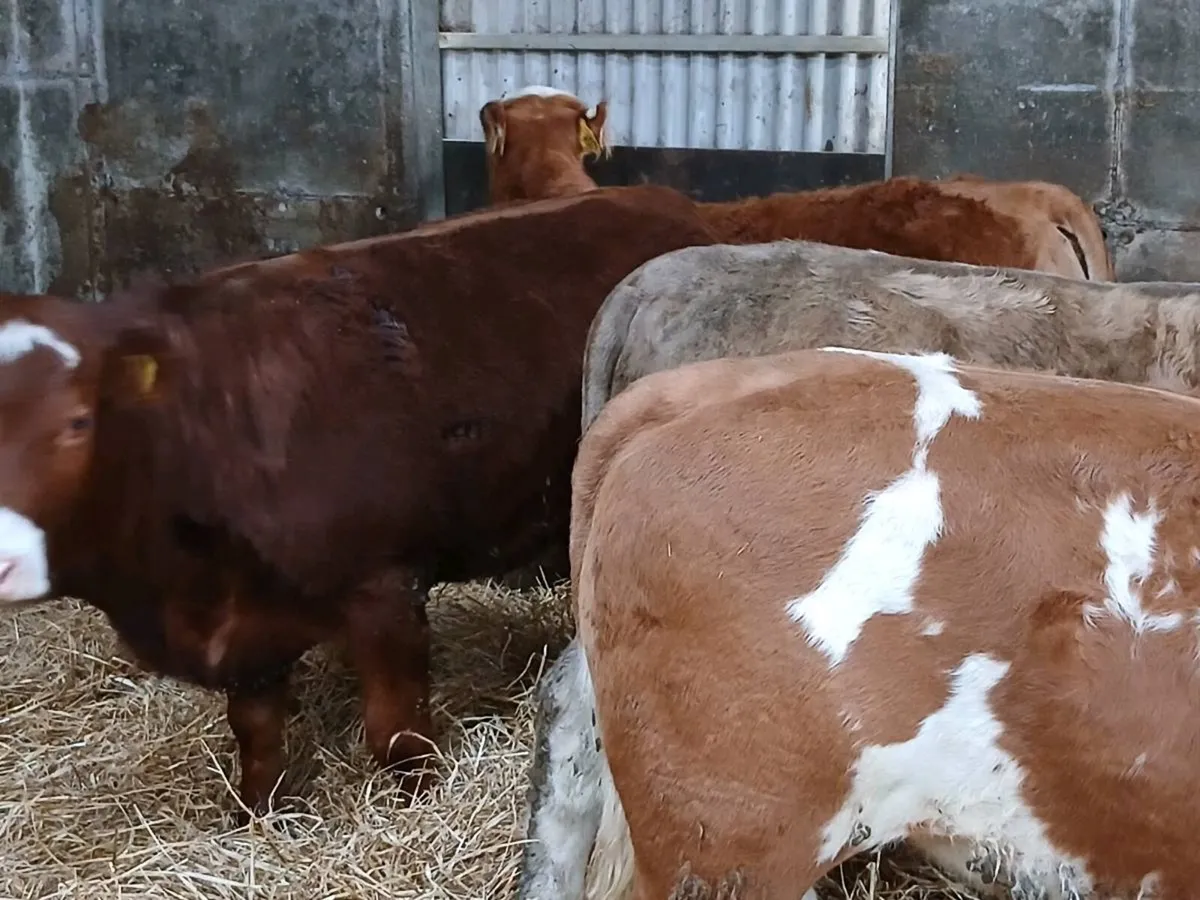 4 Coloured  Heifer's for sale - Image 3