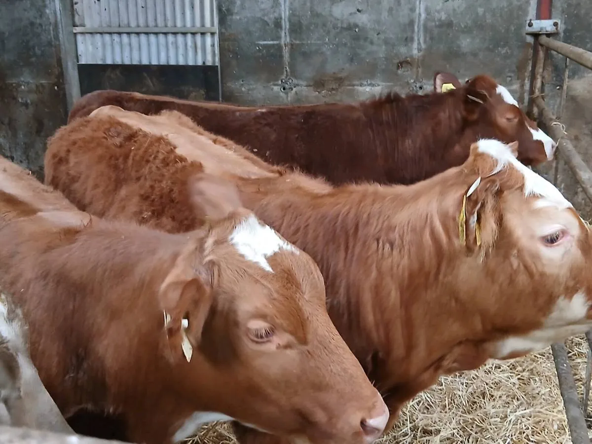 4 Coloured  Heifer's for sale - Image 4