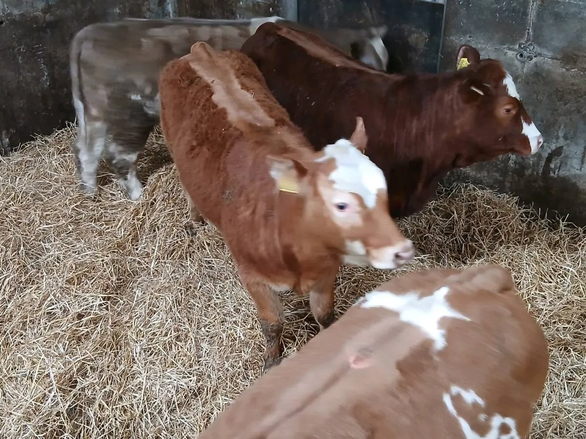 4 Coloured  Heifer's for sale - Image 2
