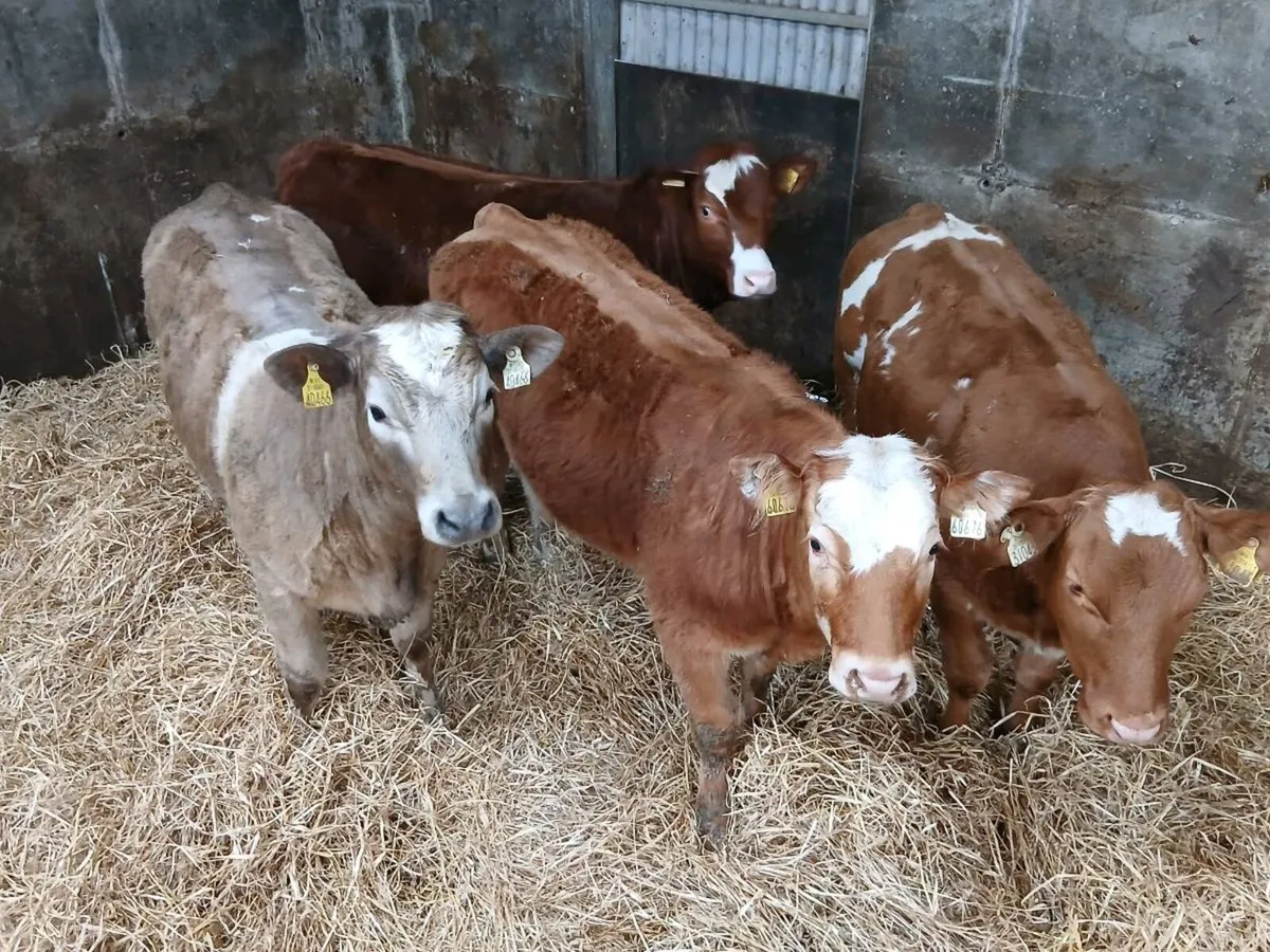 4 Coloured  Heifer's for sale - Image 1