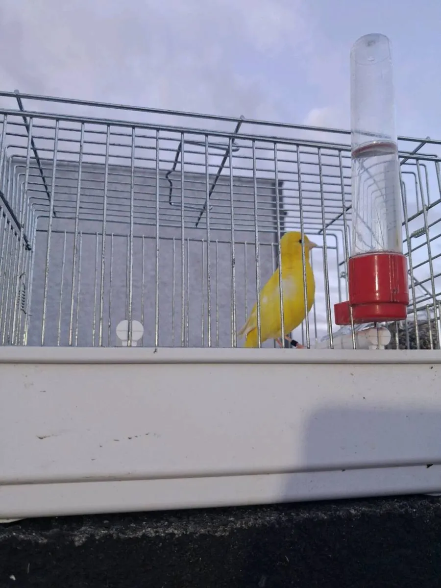 Fife male canarys and a male diamond dove - Image 1