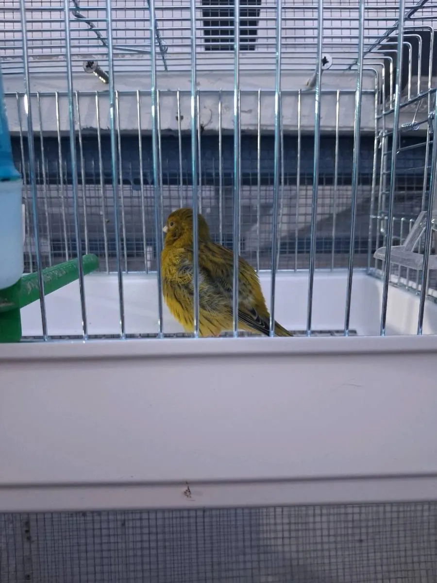 Fife male canarys and a male diamond dove - Image 3