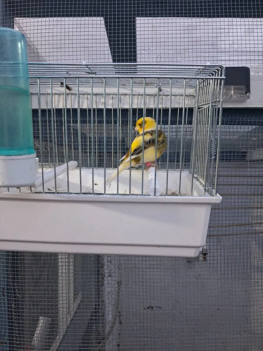 Fife male canarys and a male diamond dove - Image 2