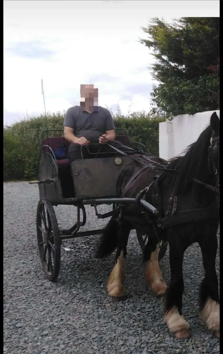 Horse Cart - Image 3