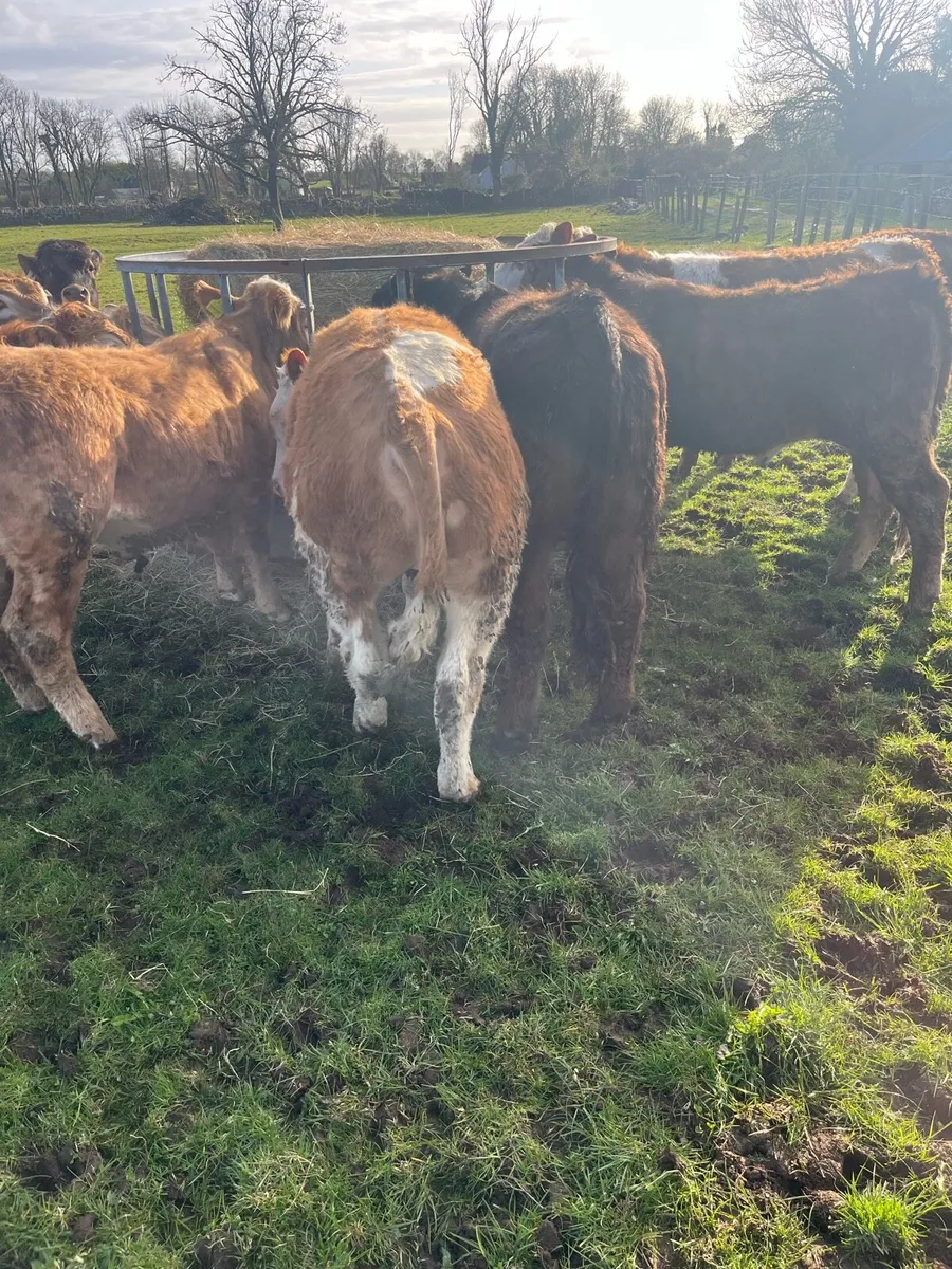 CONTINETAL BULLOCKS - Image 3