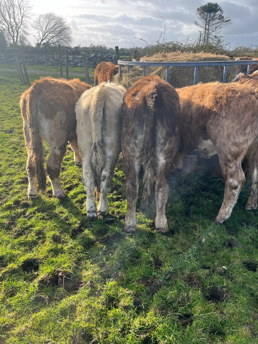 CONTINETAL BULLOCKS - Image 4