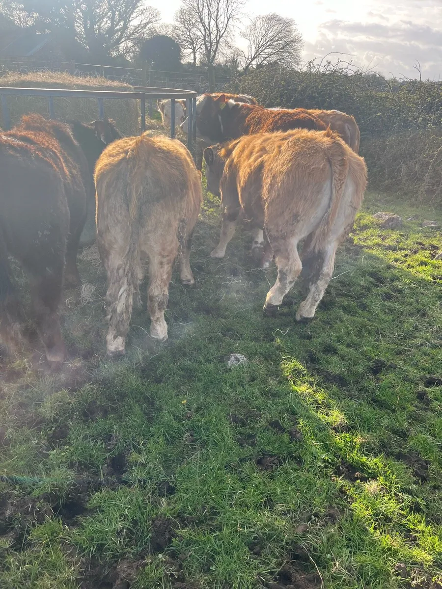 CONTINETAL BULLOCKS - Image 1