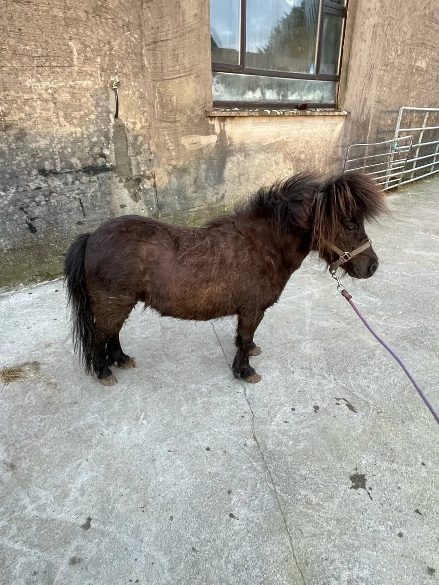 5 year old mare - Image 1