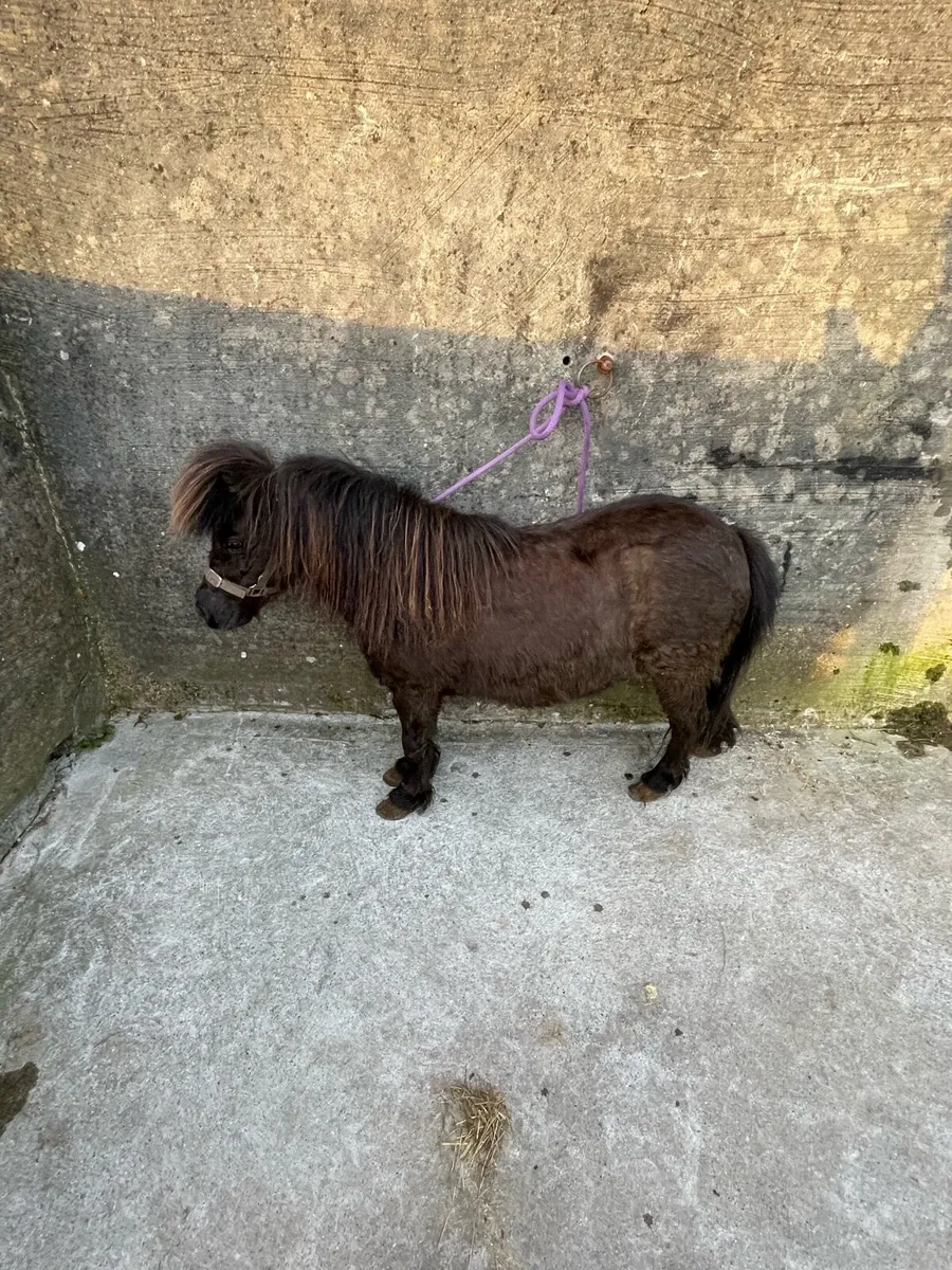 5 year old mare - Image 2