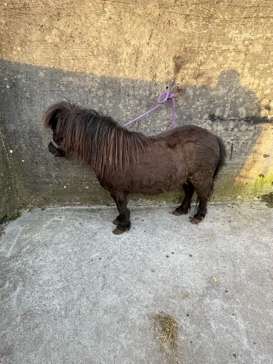 5 year old mare - Image 3