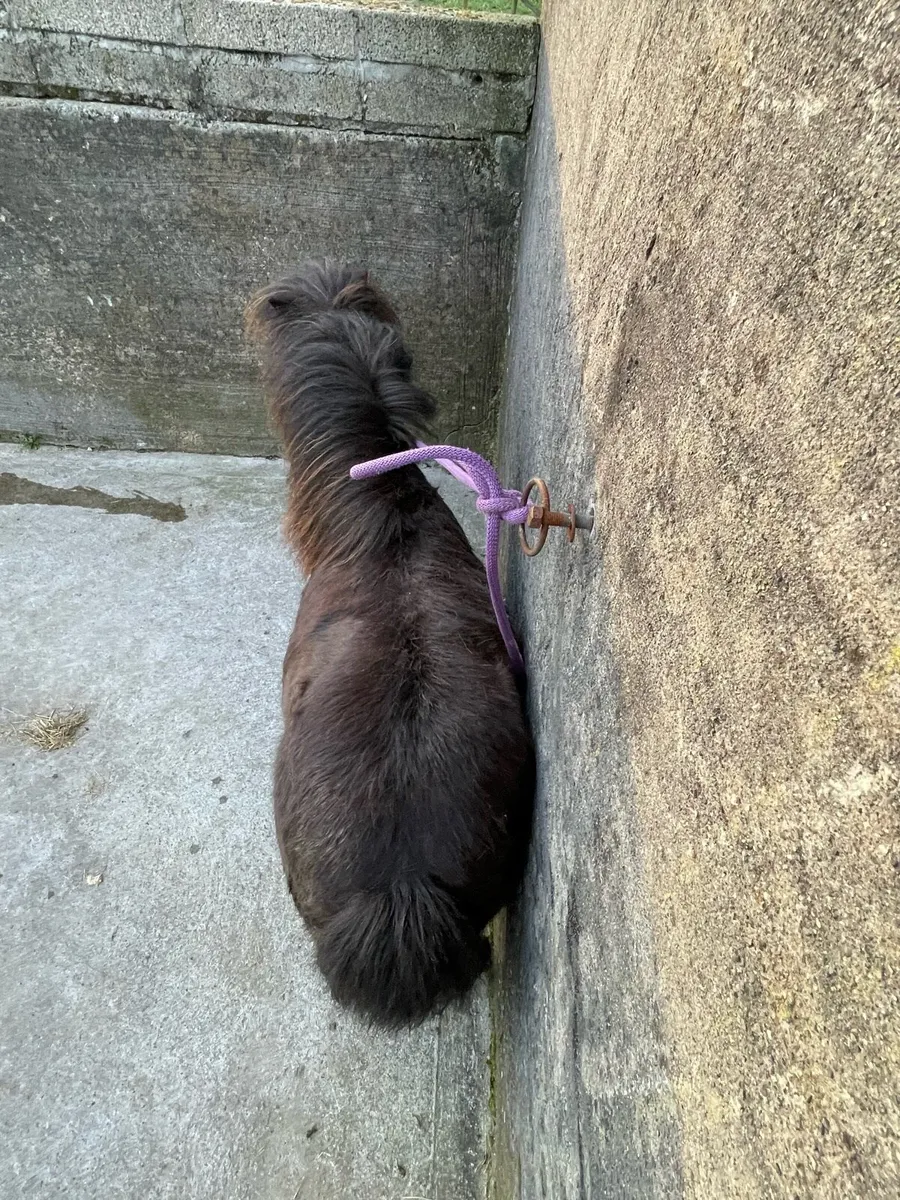 5 year old mare - Image 4