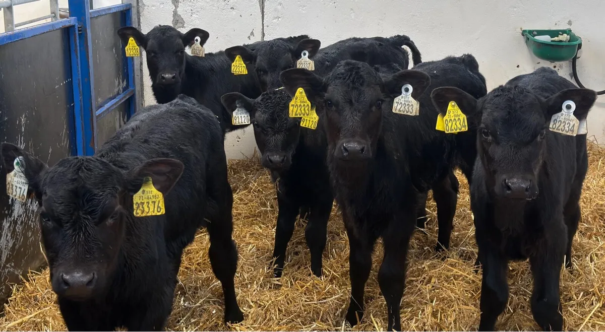 🔥6 Aberdeen Angus Heifer🔥 - Image 1