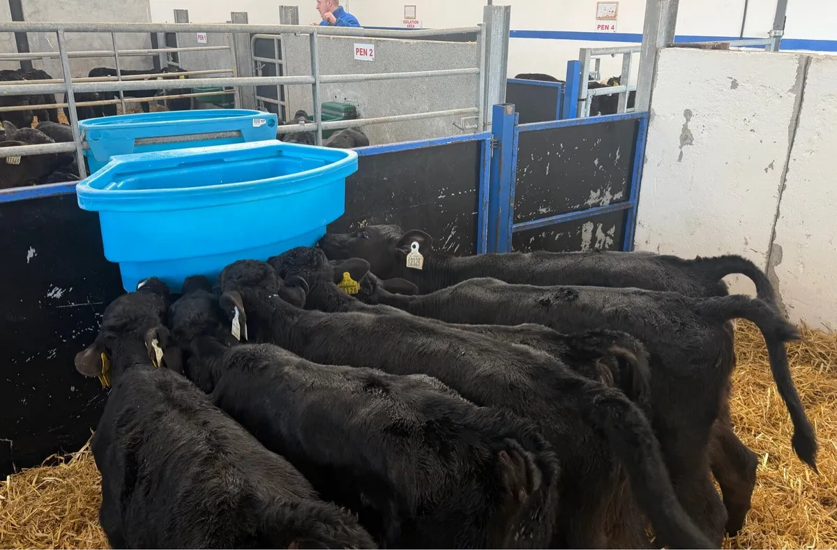 🔥6 Aberdeen Angus Heifer🔥 - Image 3