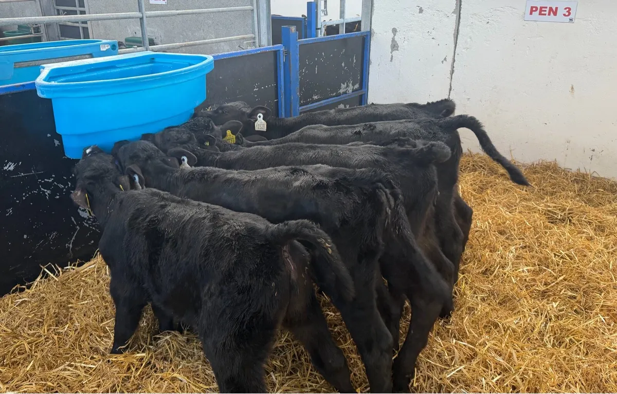 🔥6 Aberdeen Angus Heifer🔥 - Image 4