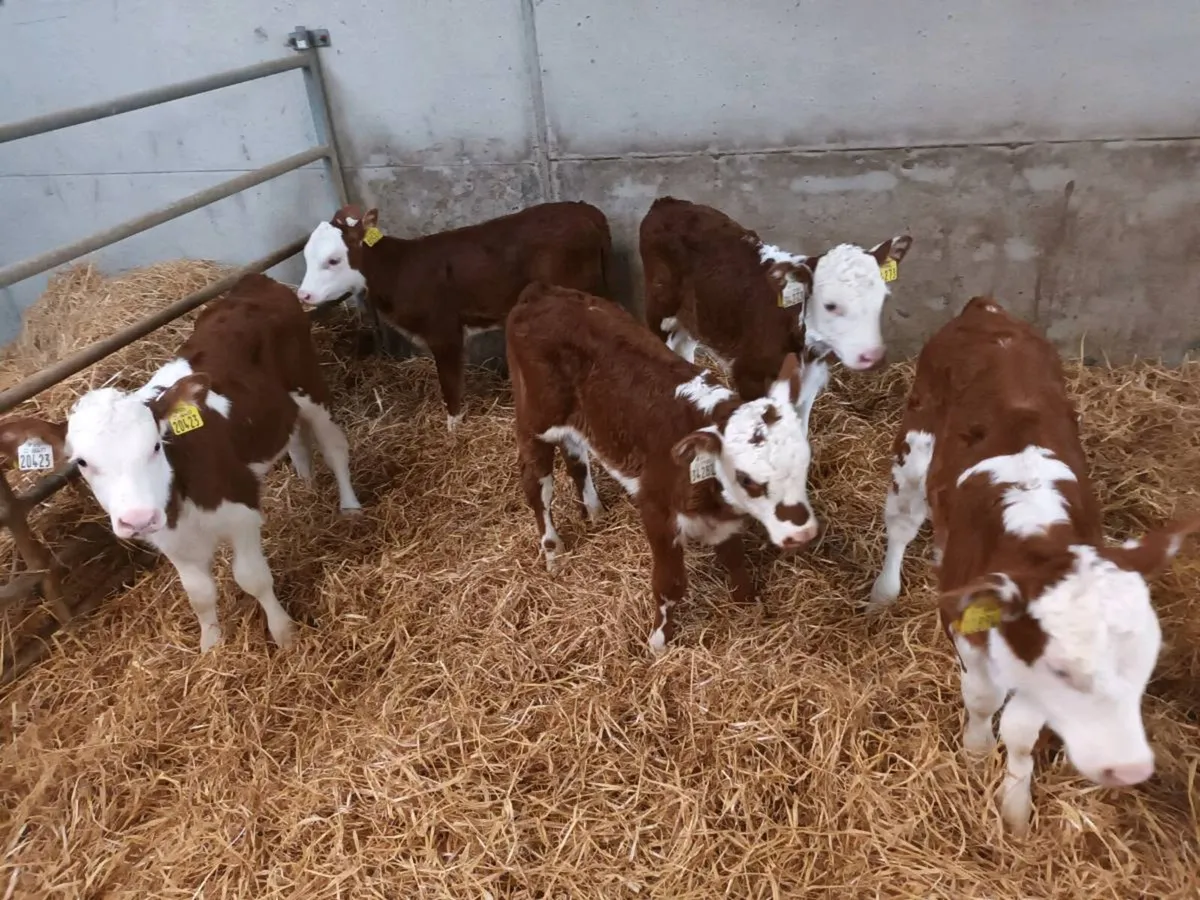 10 HEIFER CALVES FOR SALE - Image 2