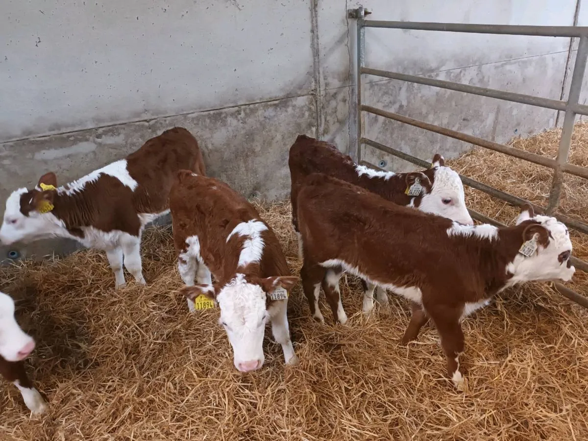 10 HEIFER CALVES FOR SALE - Image 3