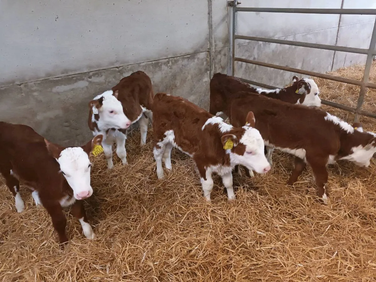 10 HEIFER CALVES FOR SALE - Image 1