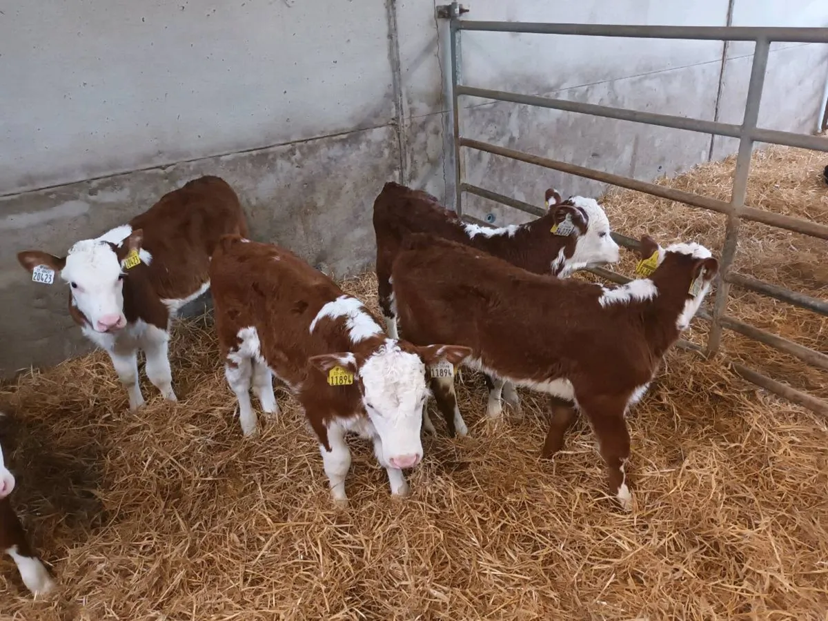10 HEIFER CALVES FOR SALE - Image 4