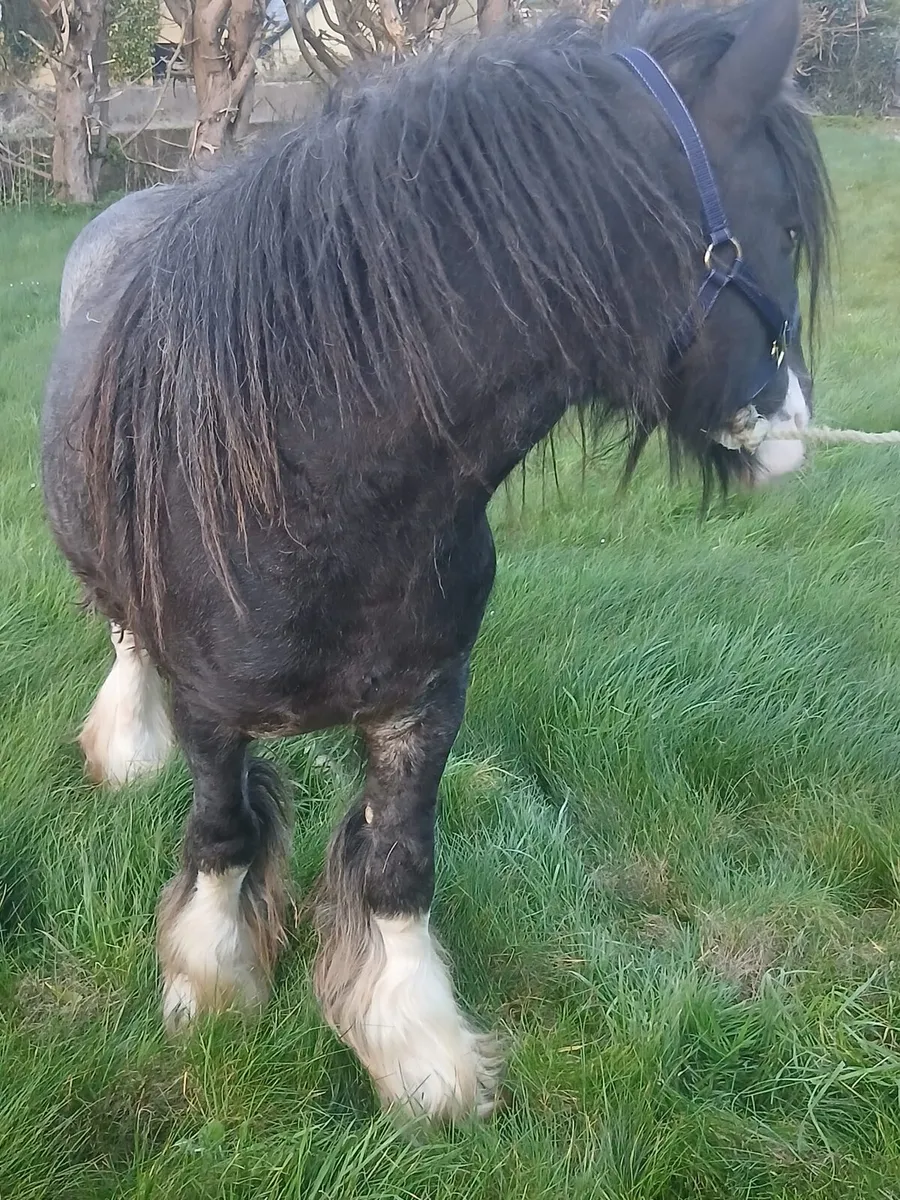 Heavy colt 13.1hh....3yo will be heavy - Image 3