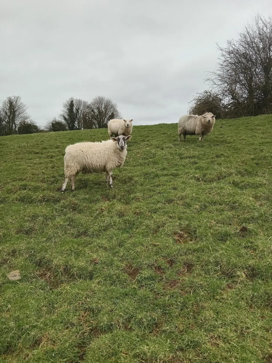 In-lamb Hoggets - Image 2