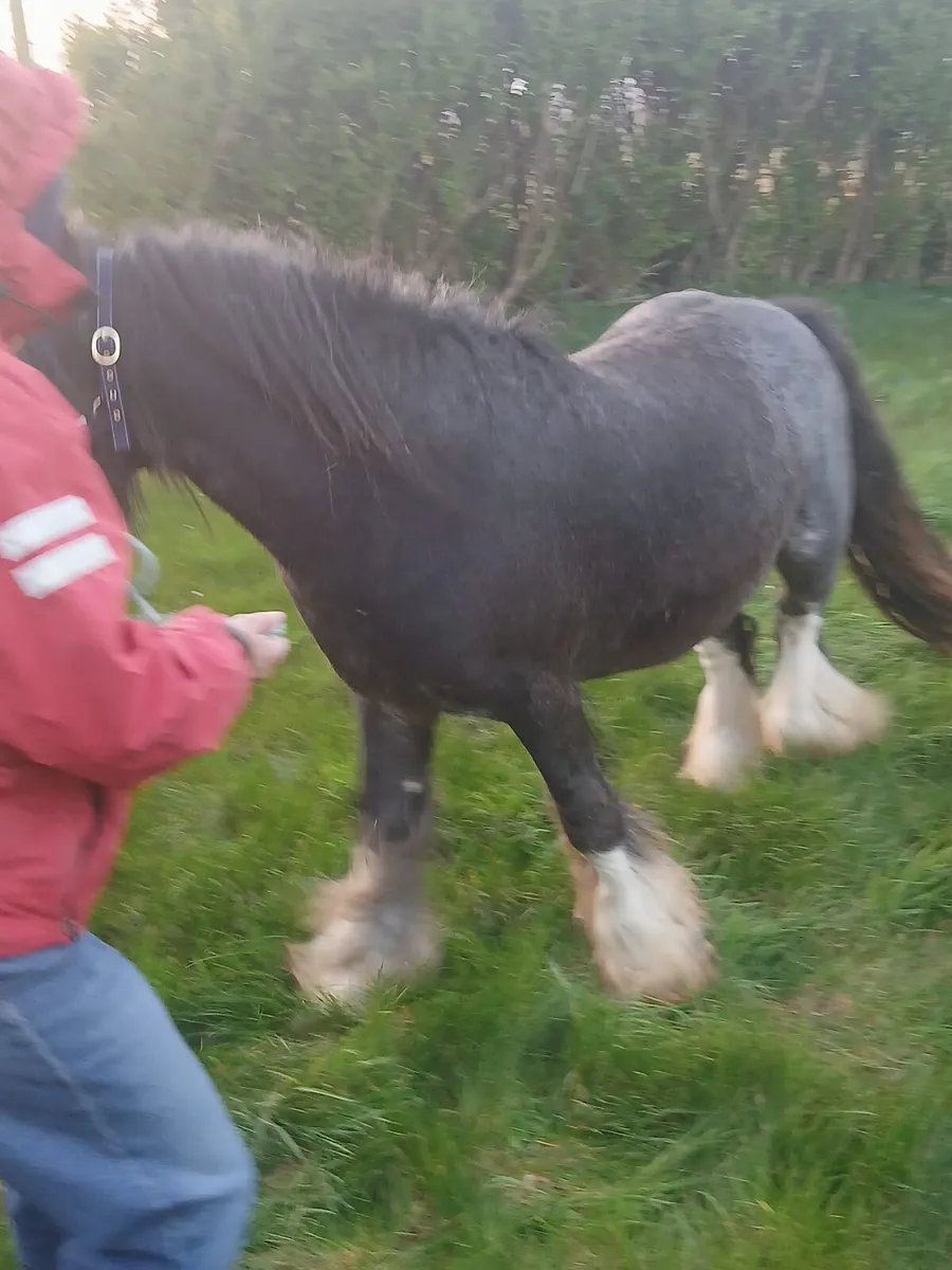 Heavy colt 13.1hh....3yo will be heavy - Image 1