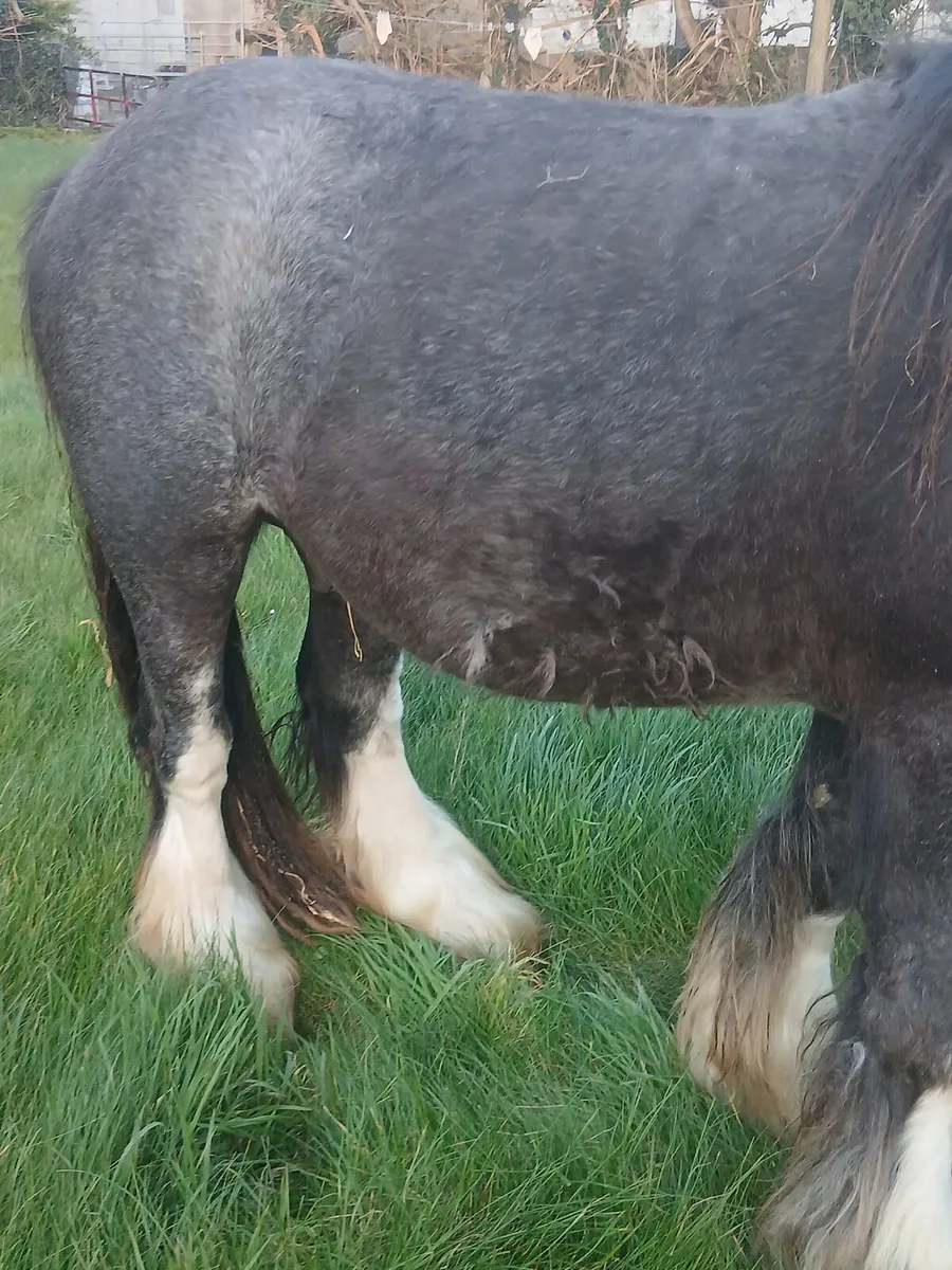 Heavy colt 13.1hh....3yo will be heavy - Image 4