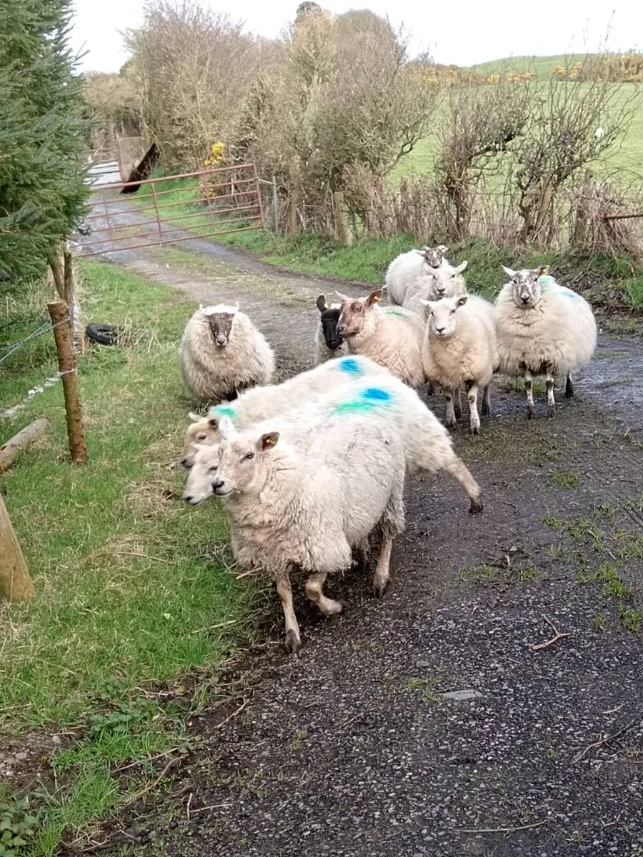 In-lamb Hoggets - Image 3