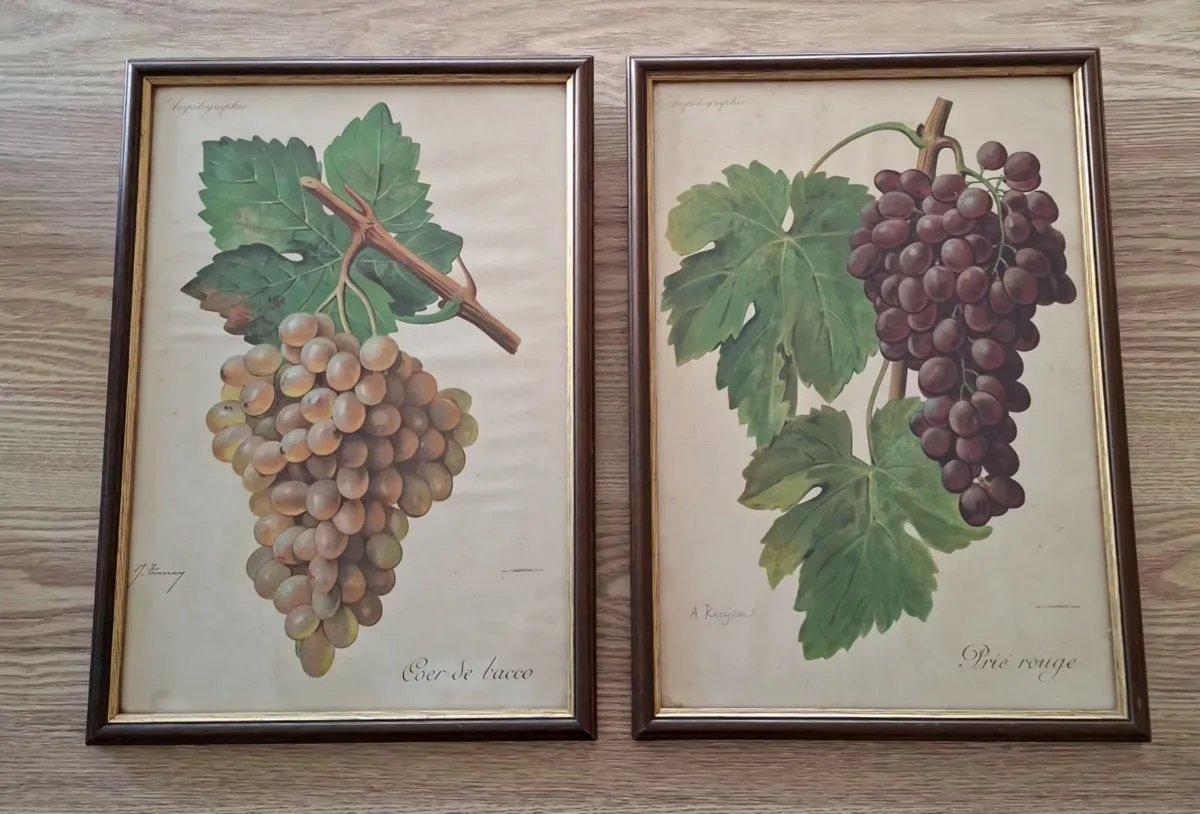 Antique Vines,Paris Circa 1901. - Image 1