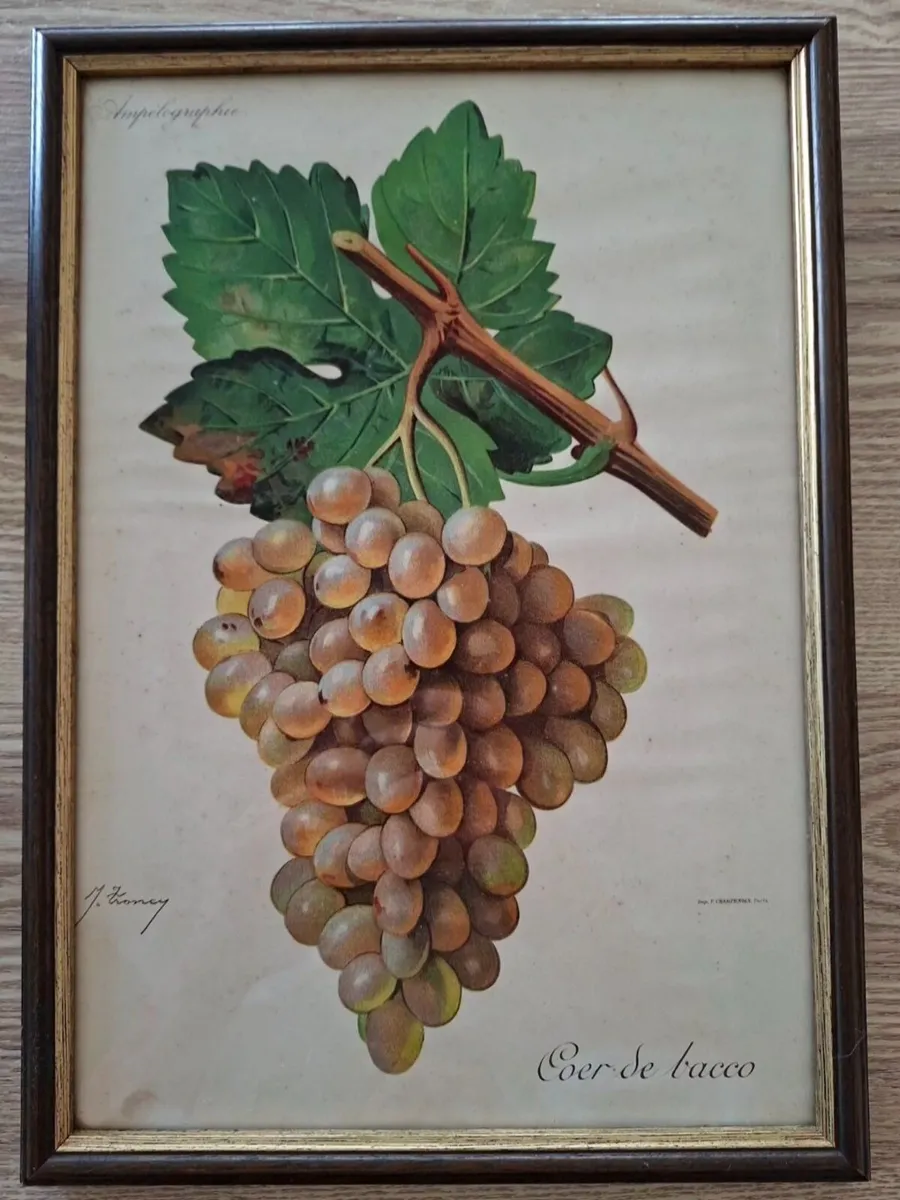 Antique Vines,Paris Circa 1901. - Image 3