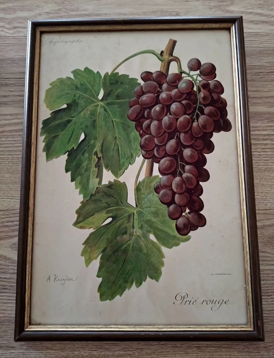 Antique Vines,Paris Circa 1901. - Image 4