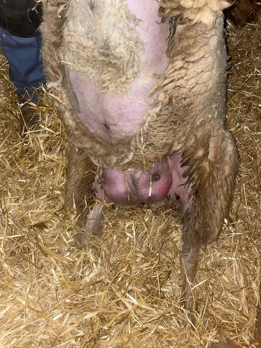 Foster ewe - Image 3