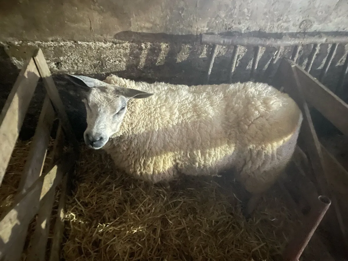 Foster ewe - Image 1