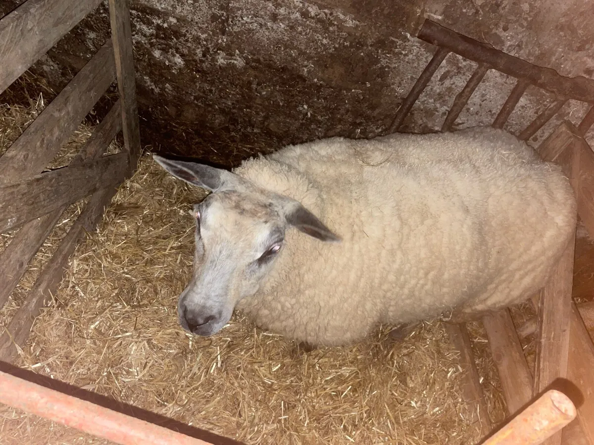 Foster ewe - Image 2