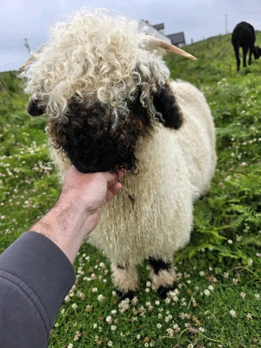 Pair of Ewe Lambs (Blacknose Valais) - Image 4