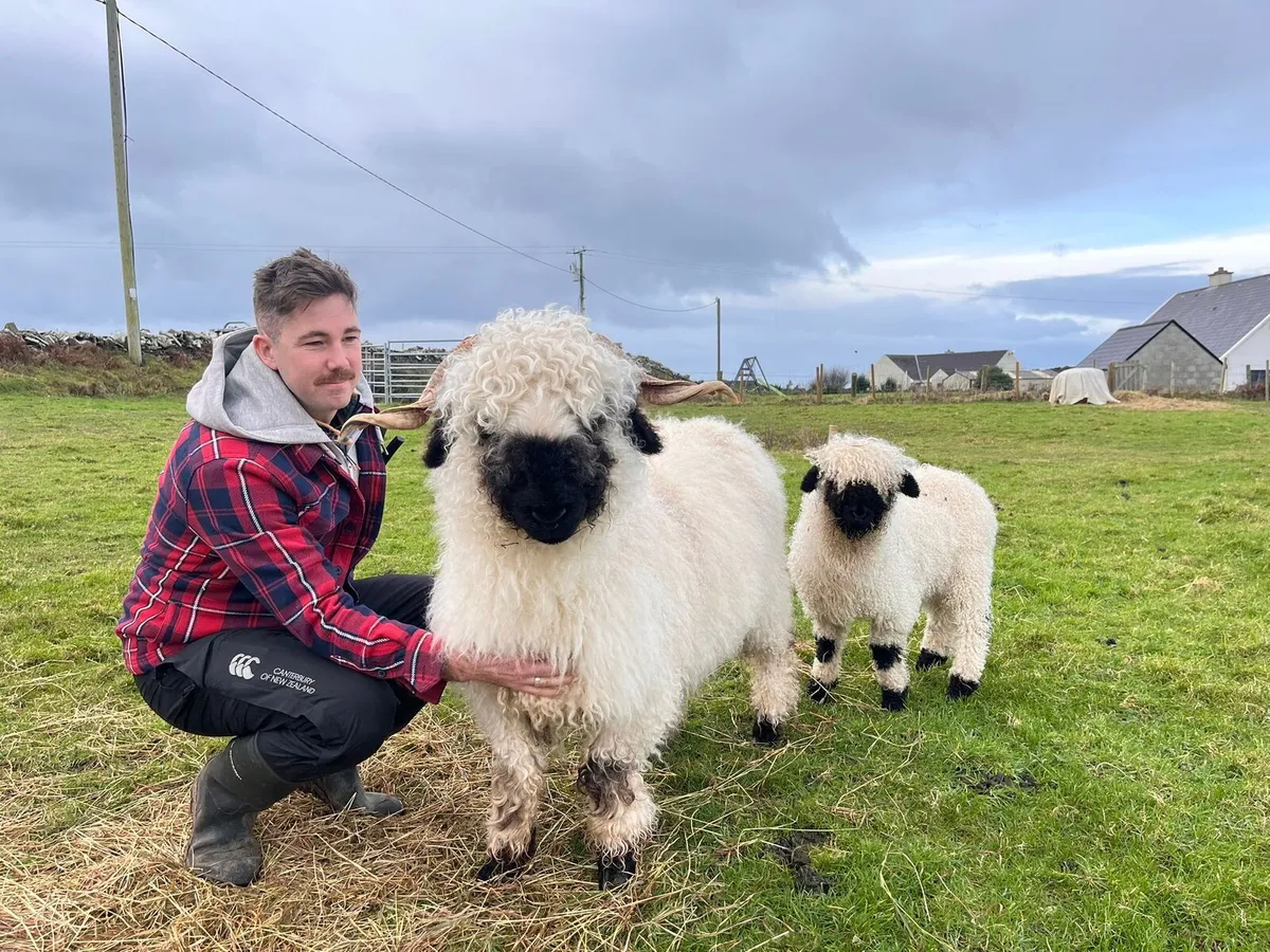 Pair of Ewe Lambs (Blacknose Valais) - Image 1