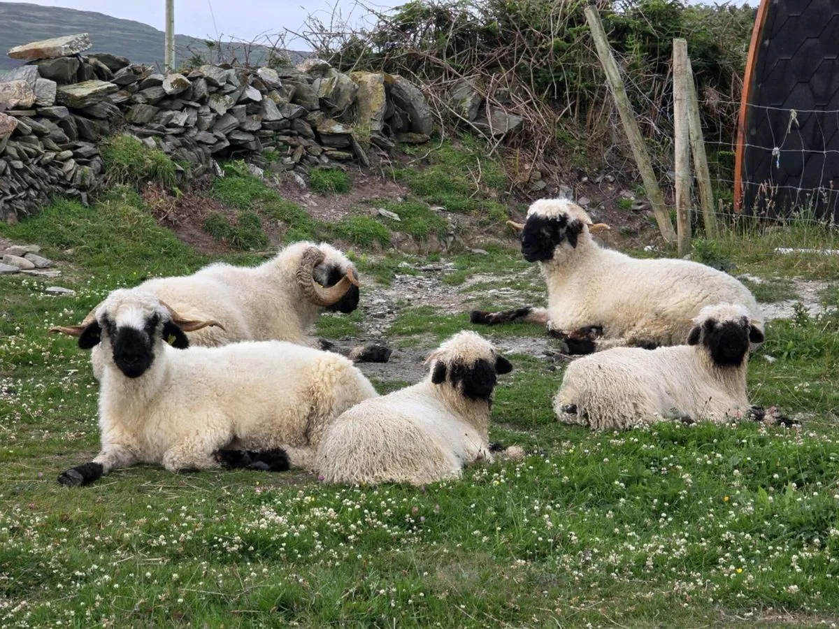 Pair of Ewe Lambs (Blacknose Valais) - Image 2