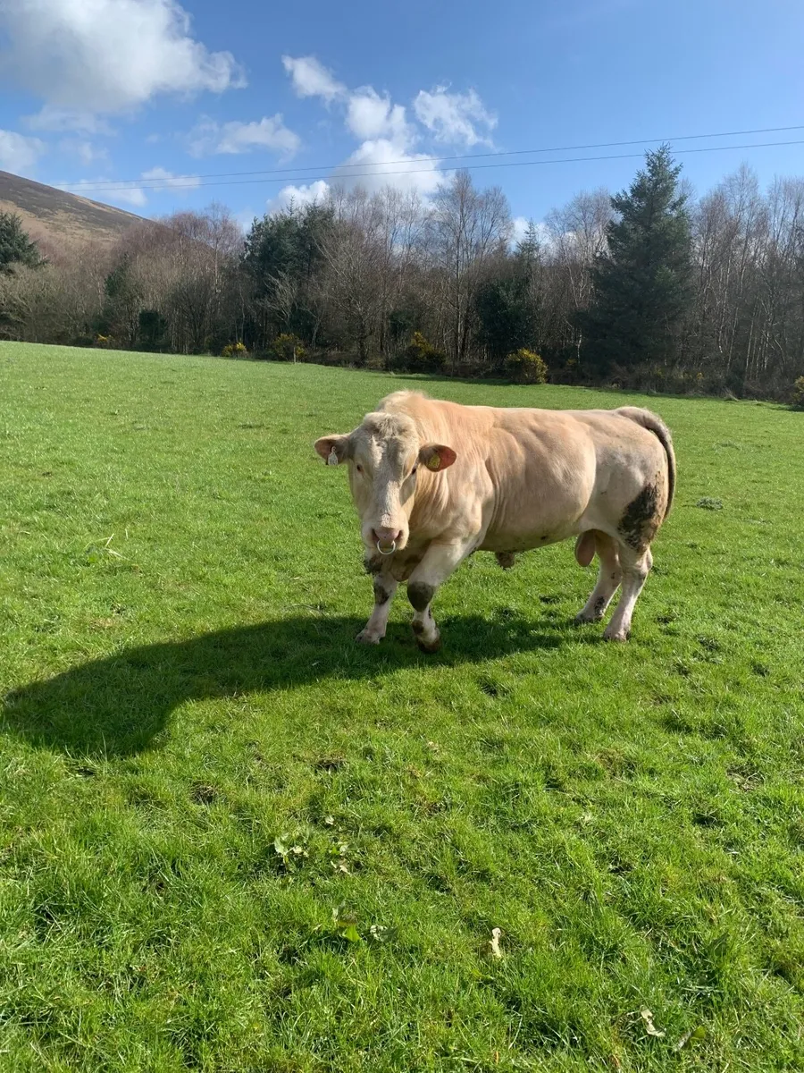 Charolais Bull - Image 1