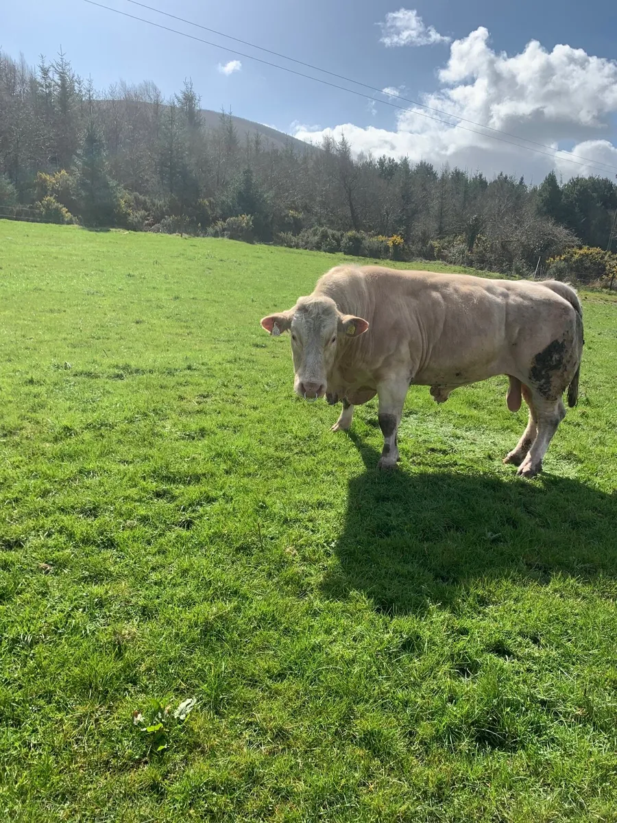 Charolais Bull - Image 3