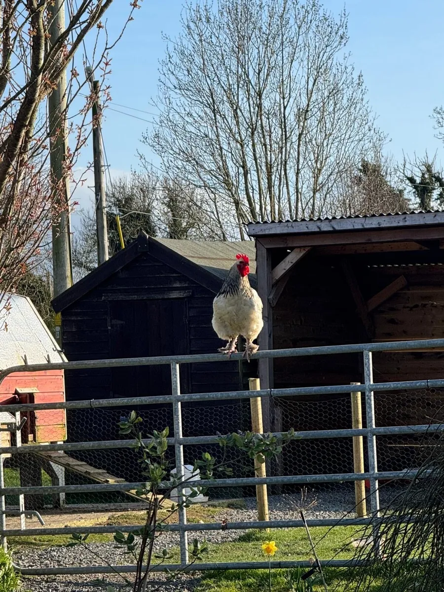 Light Sussex X Brahma cockerel / Rooster - Image 4