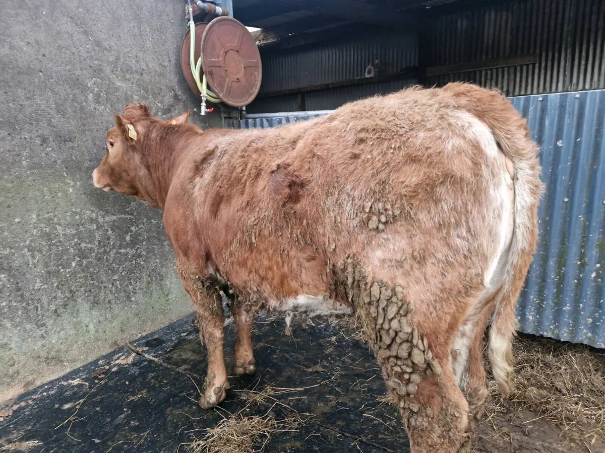 Roan Breeding Heifer - Image 2