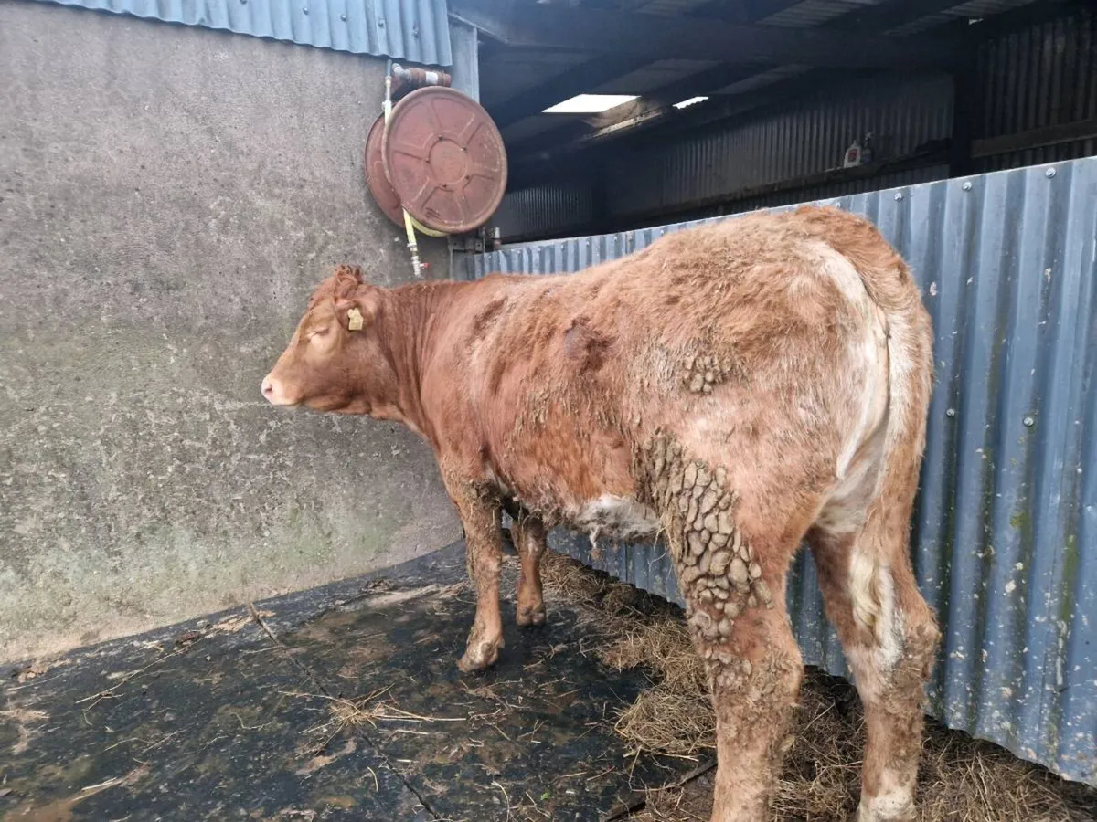 Roan Breeding Heifer - Image 1