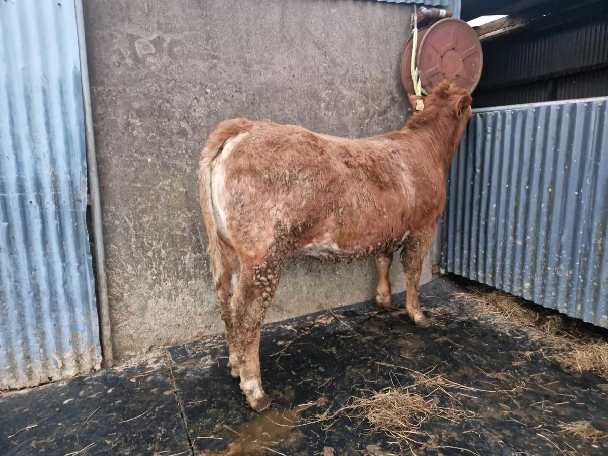 Roan Breeding Heifer - Image 3