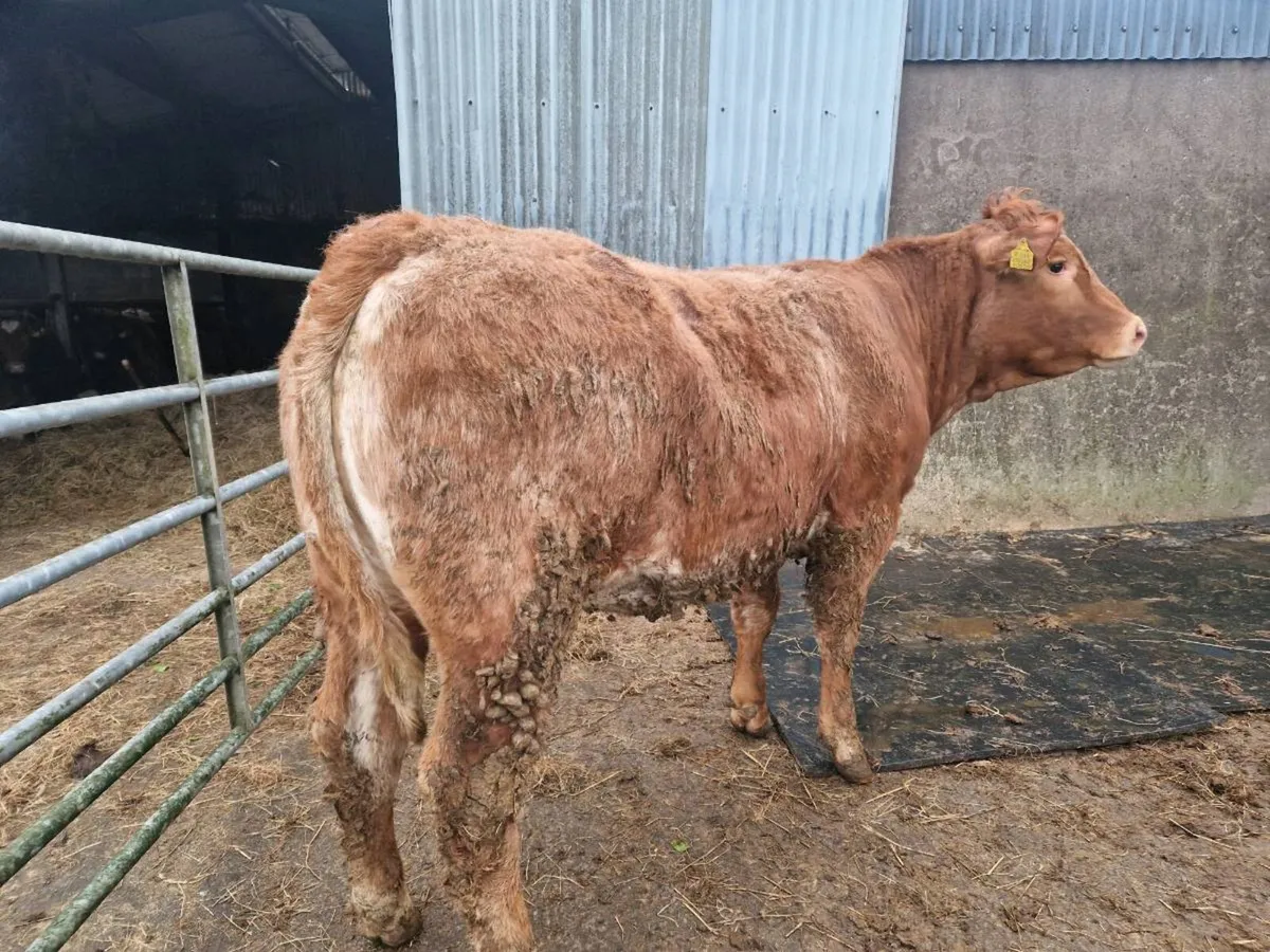 Roan Breeding Heifer - Image 4