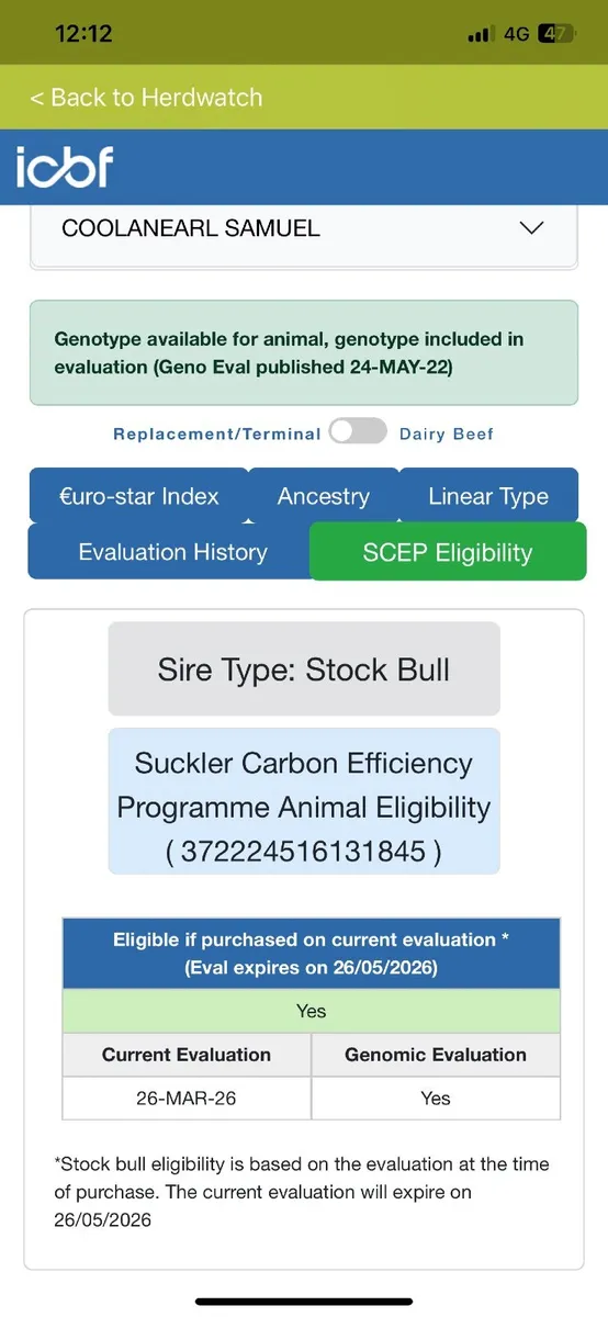 Charolais Bull - Image 4