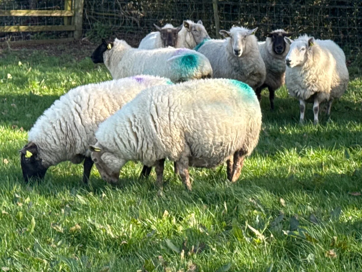 15 Suffolk X Ewes due to lamb in a week - Image 1