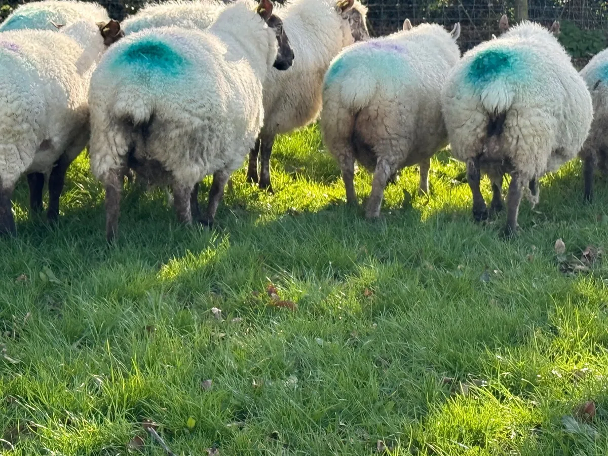 15 Suffolk X Ewes due to lamb in a week - Image 2