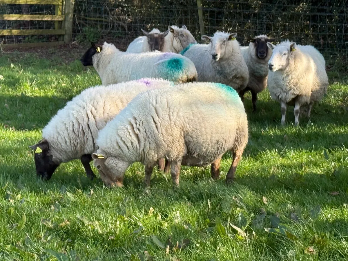 15 Suffolk X Ewes due to lamb in a week - Image 3