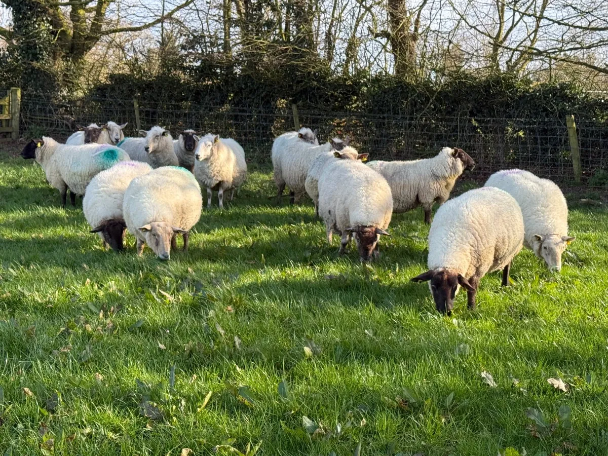 15 Suffolk X Ewes due to lamb in a week - Image 4